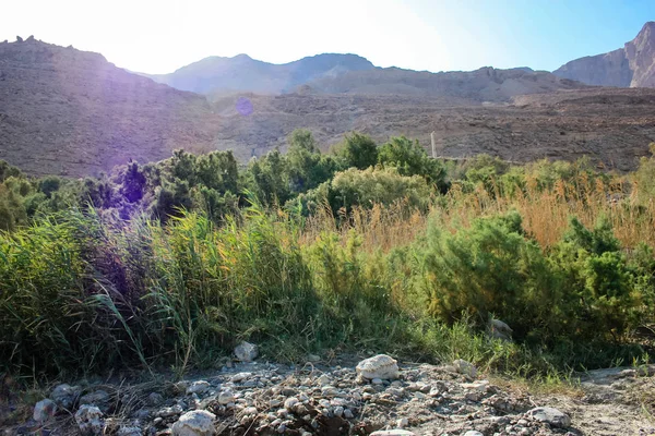 Colors of Israel — Stock Photo, Image