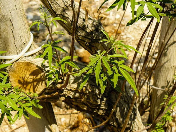 Farben des Israel — Stockfoto