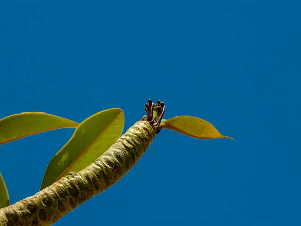 Colores de Israel — Foto de Stock