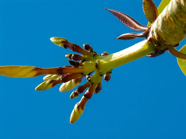 Farben des Israel — Stockfoto