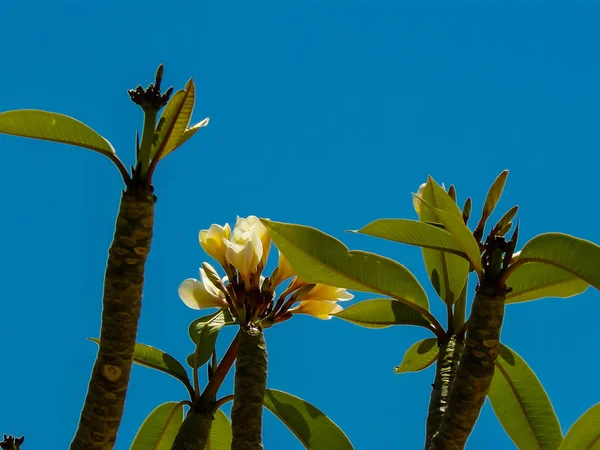 Cores de Israel — Fotografia de Stock