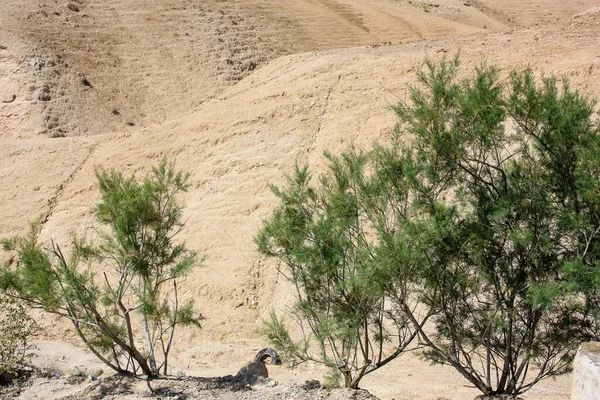 Cores de israel — Fotografia de Stock