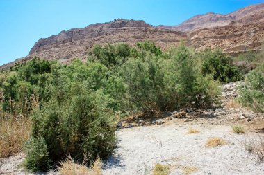 İsrail 'in Renkleri