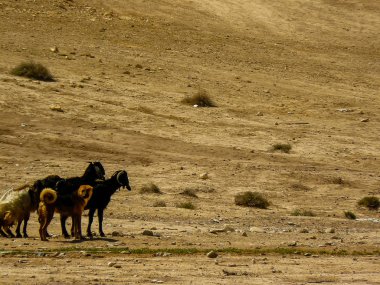 İsrail 'in Renkleri