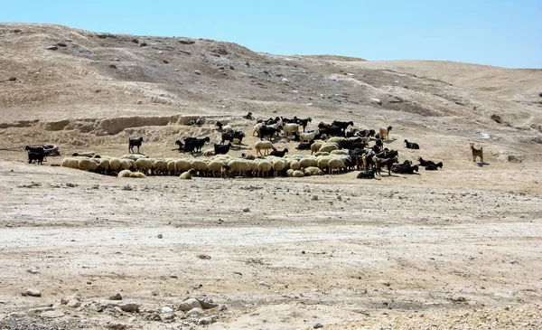 Cores de israel — Fotografia de Stock