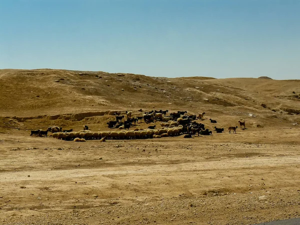 Kleuren van Israël — Stockfoto