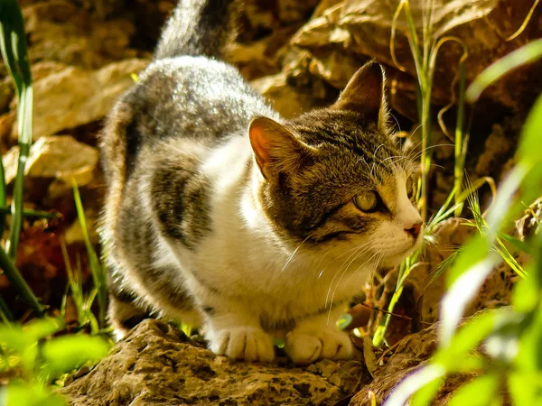 Nahaufnahme Einer Straßenkatze Aus Jerusalem Israel — Stockfoto