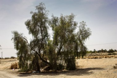 Negev Çölü İsrail içinde ağaç görünümü