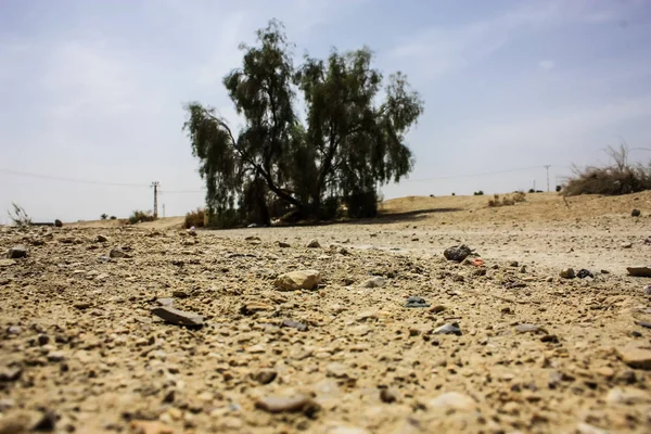 Vista Uma Árvore Deserto Negev Israel — Fotografia de Stock