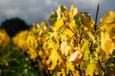 Fransa'nın renkleri