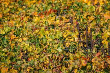Fransa'nın renkleri