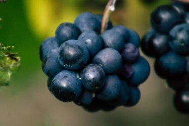 Fransa'nın renkleri