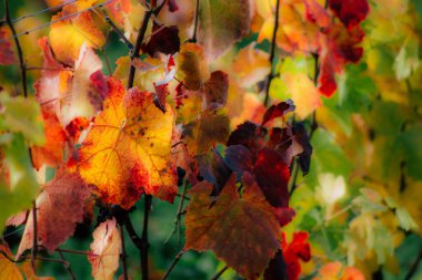 Fransa'nın renkleri