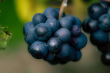 Fransa'nın renkleri