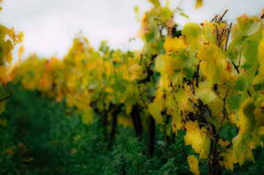 Fransa'nın renkleri