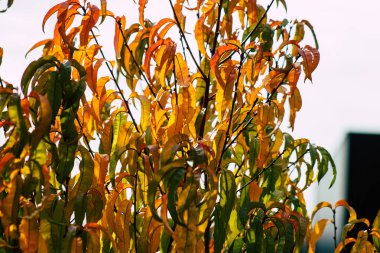 Fransa'nın renkleri