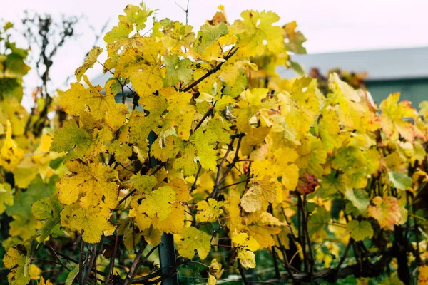 Színek, Franciaország — Stock Fotó