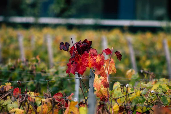 Couleurs de la France — Photo