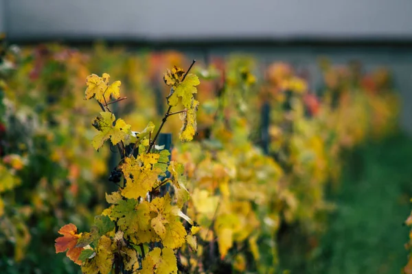 Die Farben Frankreichs — Stockfoto