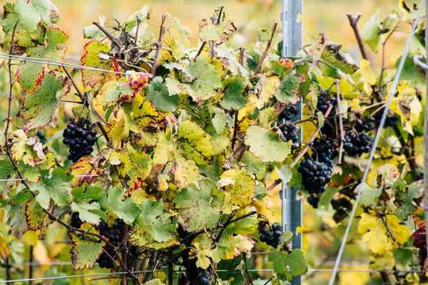 Färger av Frankrike — Stockfoto