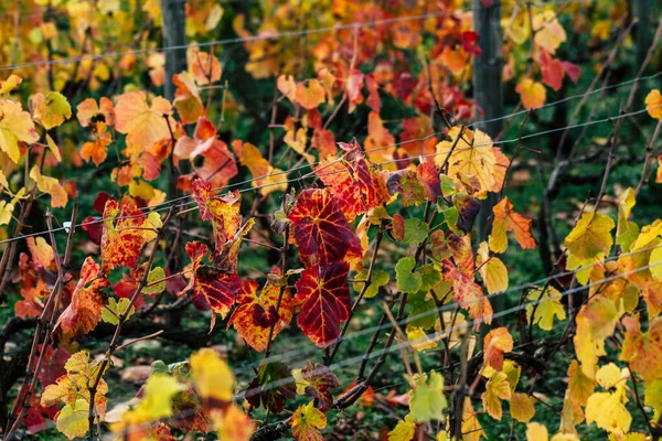 Kleuren van Frankrijk — Stockfoto