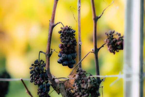 Colors of France — Stock Photo, Image