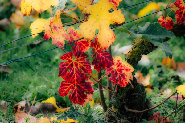 Die Farben Frankreichs — Stockfoto