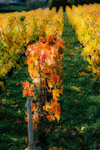 Colores de Francia — Foto de Stock