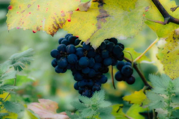 Colores de Francia — Foto de Stock