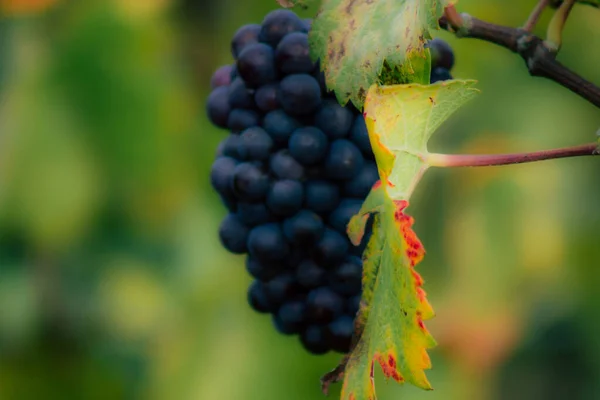 Colores de Francia — Foto de Stock