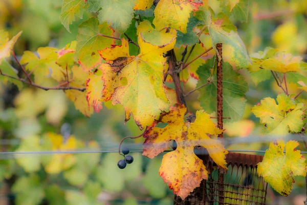 Couleurs de la France — Photo