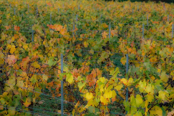 Die Farben Frankreichs — Stockfoto