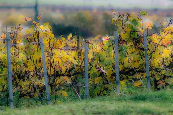 Cores da França — Fotografia de Stock