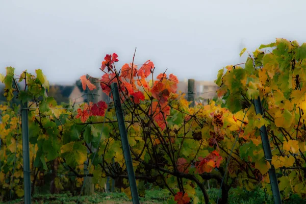 Colori della Francia — Foto Stock