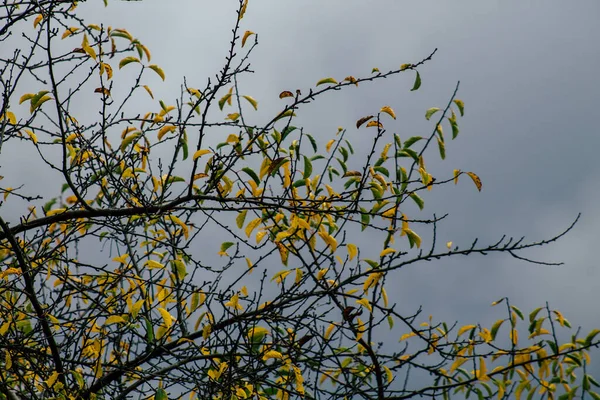 Couleurs de la France — Photo