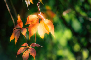 Fransa'nın renkleri