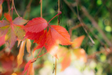 Fransa'nın renkleri