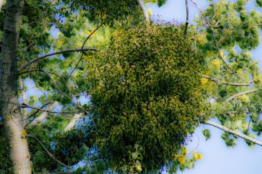 Fransa'nın renkleri