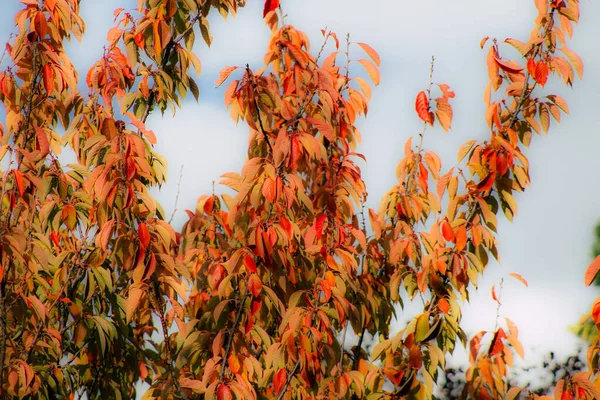 Die Farben Frankreichs — Stockfoto