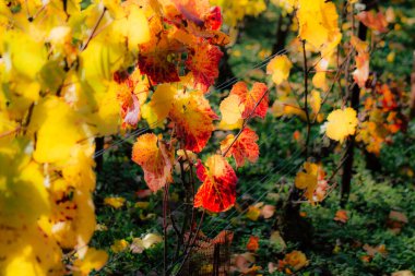 Fransa'nın renkleri