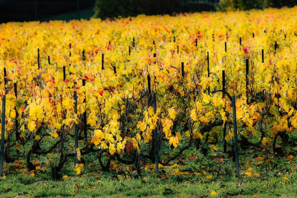 Colores de Francia — Foto de Stock