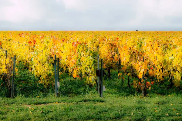 Kleuren van Frankrijk — Stockfoto