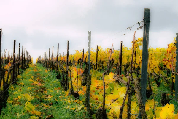 Colori della Francia — Foto Stock