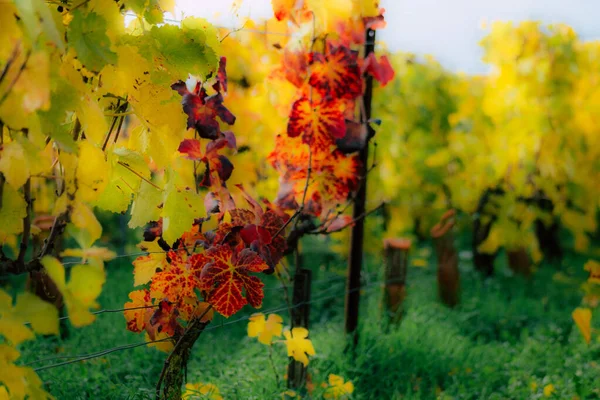 Die Farben Frankreichs — Stockfoto