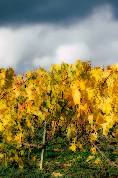 Colores de Francia —  Fotos de Stock