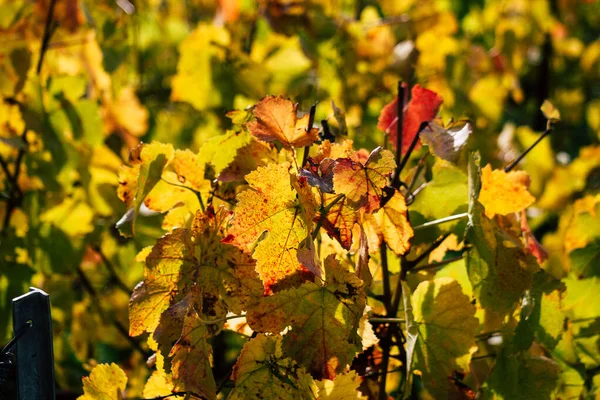 Colores de Francia — Foto de Stock