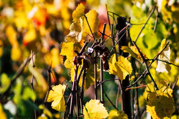 Die Farben Frankreichs — Stockfoto