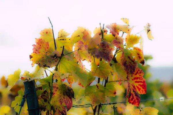 Kleuren van Frankrijk — Stockfoto