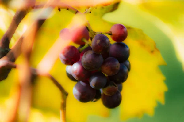 Colors of France — Stock Photo, Image