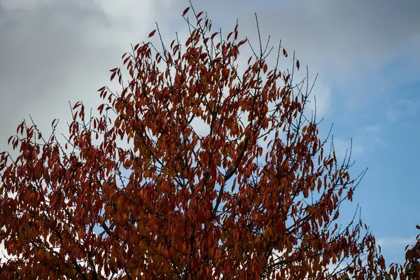 Kleuren van Frankrijk — Stockfoto